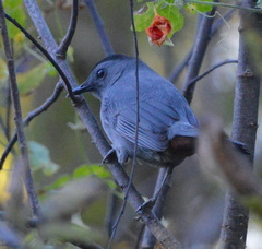 Dumetella carolinensis