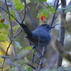 Dumetella carolinensis