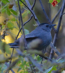 Dumetella carolinensis