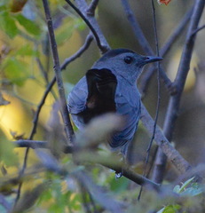 Dumetella carolinensis