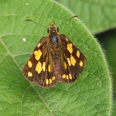 Metisella midas
