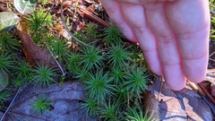 Polytrichum pallidisetum