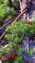 Polytrichum pallidisetum