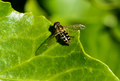 Toxomerus vertebratus