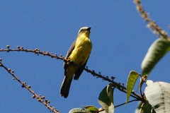 Conopias cinchoneti