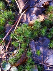 Polytrichum pallidisetum