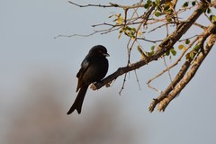 Dicrurus adsimilis fugax