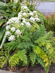 Anisotome lyallii