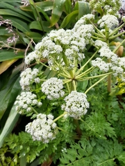 Anisotome lyallii