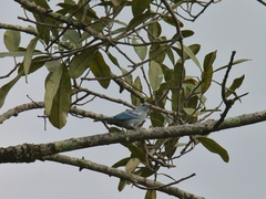 Thraupis episcopus leucoptera