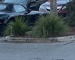 Miscanthus × longiberbis