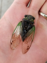 Neotibicen tibicen tibicen