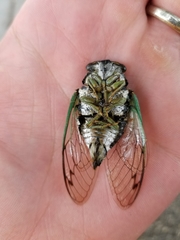 Neotibicen tibicen tibicen
