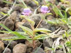 Cyanotis fasciculata