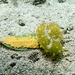 Petalifera ramosa - Photo (c) kim dinh, some rights reserved (CC BY-NC), uploaded by kim dinh