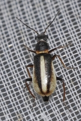 Attalus limbatus