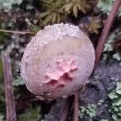 Calostoma ravenelii ravenelii