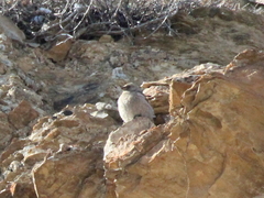 Leucosticte brandti
