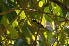Iridophanes pulcherrimus