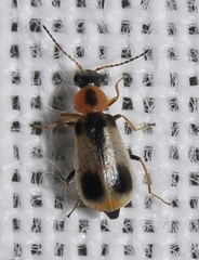 Attalus pictus