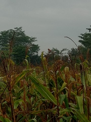 Lonchura punctulata