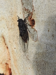Atrapsalta furcilla