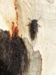 Atrapsalta furcilla