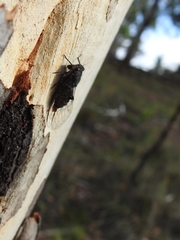 Atrapsalta furcilla