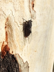 Atrapsalta furcilla