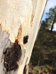Atrapsalta furcilla