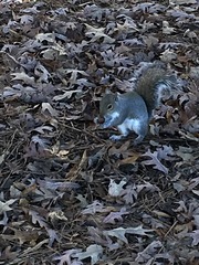 Sciurus carolinensis