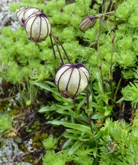 Silene nigrescens