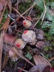 Calostoma ravenelii ravenelii