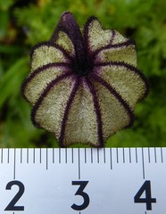 Silene nigrescens