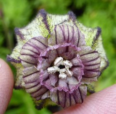 Silene nigrescens
