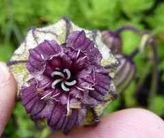 Silene nigrescens