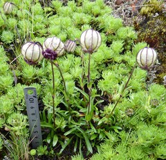Silene nigrescens