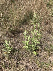 Pterocaulon redolens