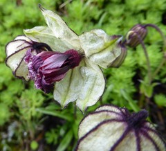 Silene nigrescens