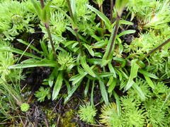 Silene nigrescens