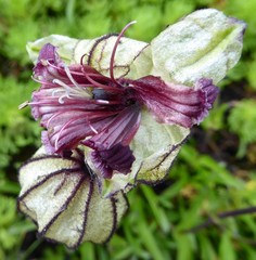 Silene nigrescens