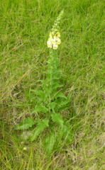 Verbascum creticum