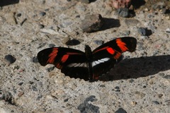 Podotricha telesiphe