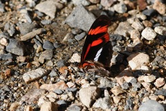 Podotricha telesiphe