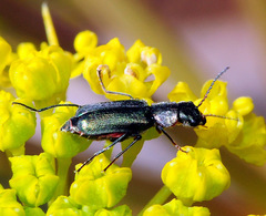 Clanoptilus curticornis