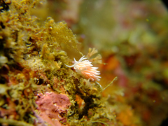 Sakuraeolis sakuracea