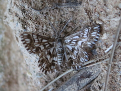 Cinglis andalusiaria