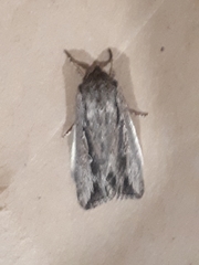 Persectania dyscrita