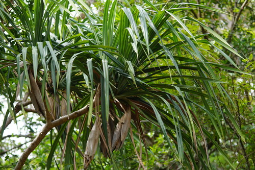 Pandanus krauelianus observed 2020-11-22