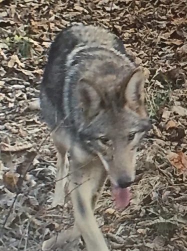 Coyote photographed in West Virginia